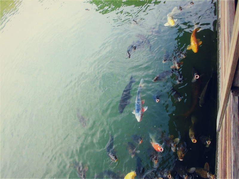 f:id:amenomorino:20150924074531j:plain f:id:amenomorino:20150924074531j:plain