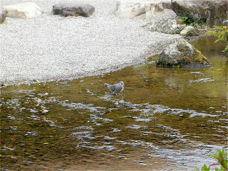 f:id:amenomorino:20150925195820j:plain f:id:amenomorino:20150925195820j:plain
