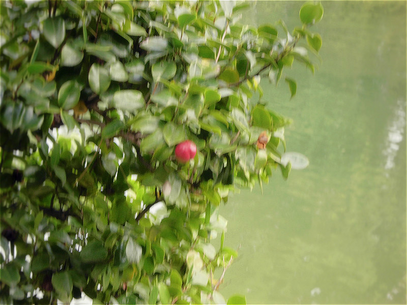 f:id:amenomorino:20150930111109j:plain f:id:amenomorino:20150930111109j:plain