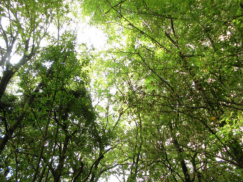 f:id:amenomorino:20150930111825j:plain f:id:amenomorino:20150930111825j:plain