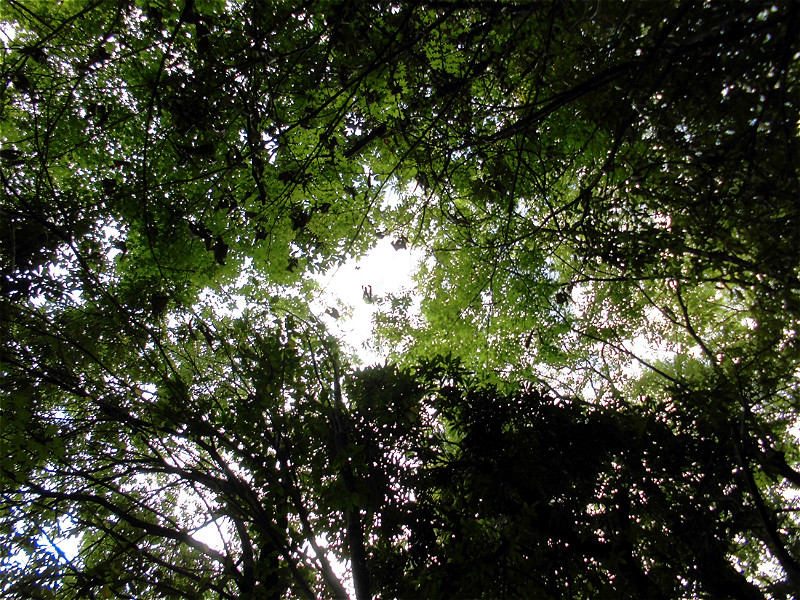 f:id:amenomorino:20150930112316j:plain f:id:amenomorino:20150930112316j:plain