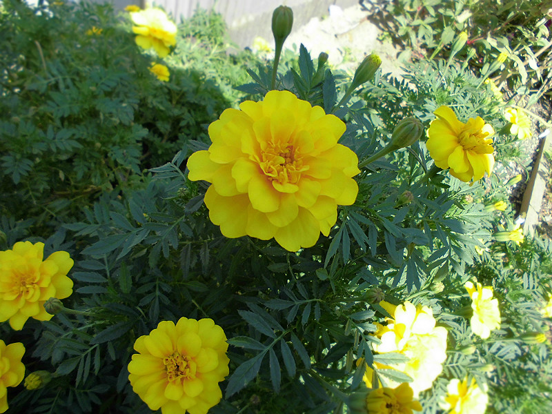 f:id:amenomorino:20151012204034j:plain f:id:amenomorino:20151012204034j:plain