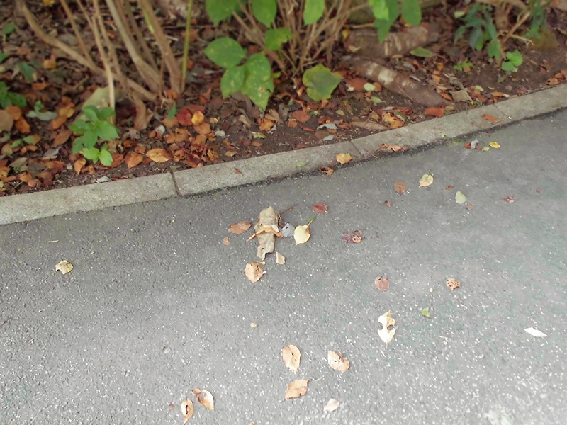 f:id:amenomorino:20151019140136j:plain f:id:amenomorino:20151019140136j:plain