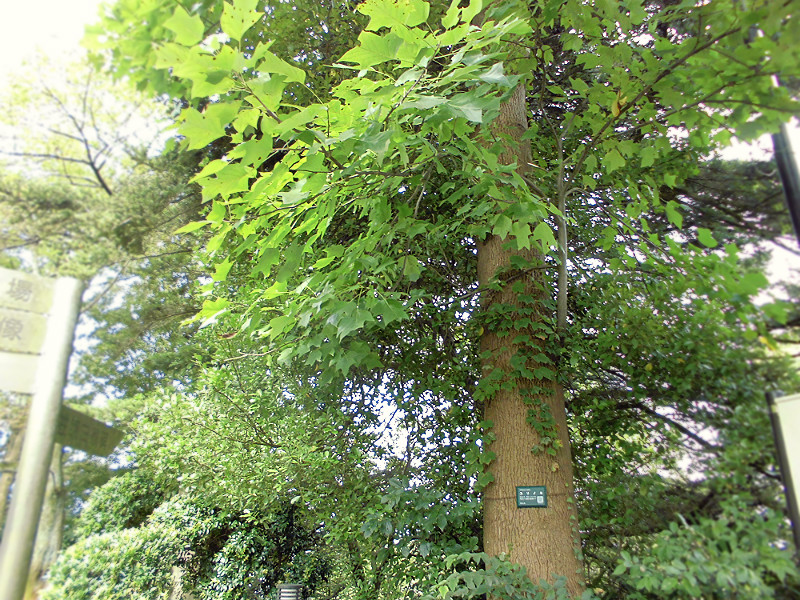 f:id:amenomorino:20151019140754j:plain f:id:amenomorino:20151019140754j:plain