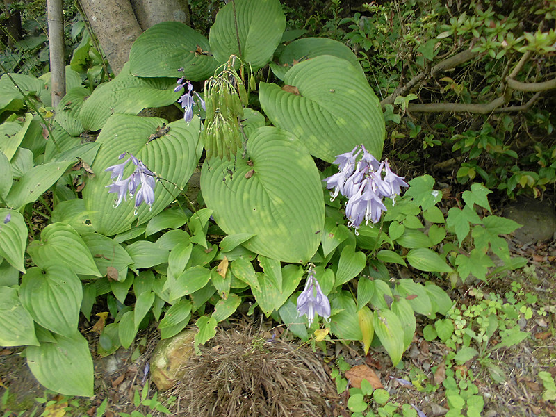 f:id:amenomorino:20151019141119j:plain f:id:amenomorino:20151019141119j:plain