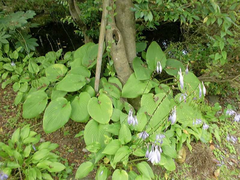 f:id:amenomorino:20151019141125j:plain f:id:amenomorino:20151019141125j:plain