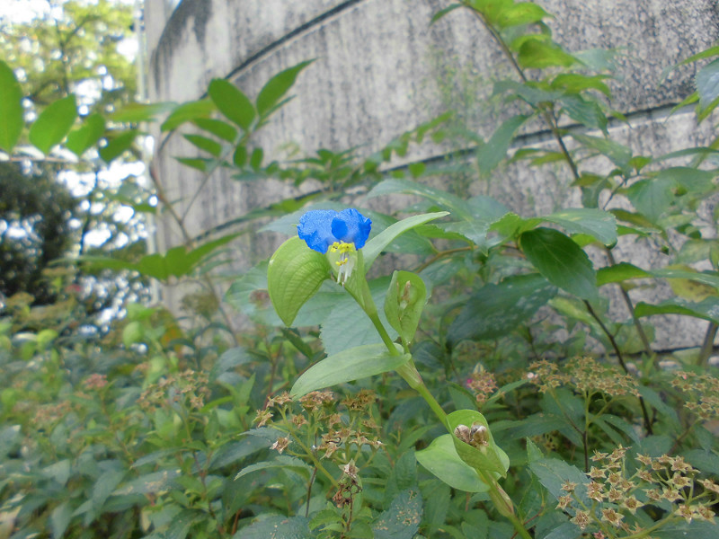 f:id:amenomorino:20151021191104j:plain f:id:amenomorino:20151021191104j:plain