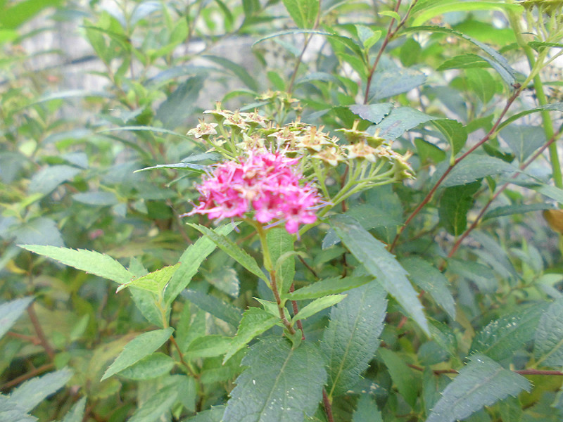 f:id:amenomorino:20151021191112j:plain f:id:amenomorino:20151021191112j:plain