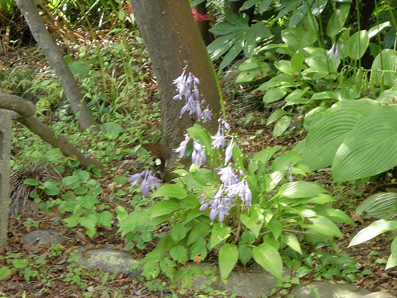f:id:amenomorino:20151021191439j:plain f:id:amenomorino:20151021191439j:plain