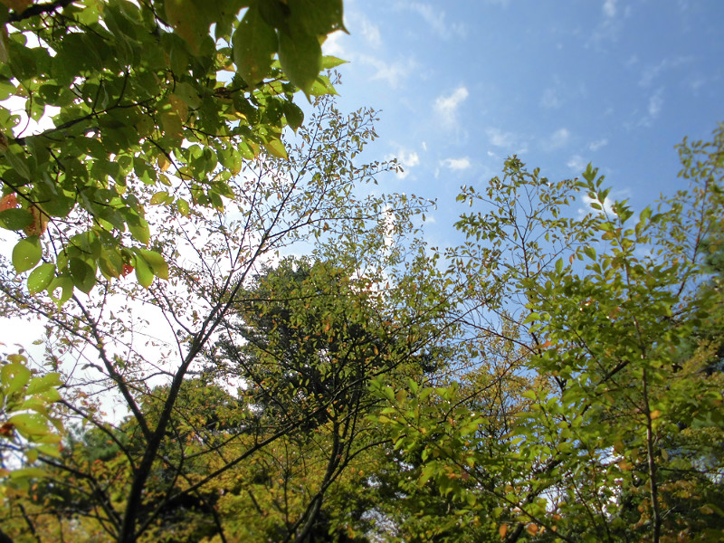 f:id:amenomorino:20151021192152j:plain f:id:amenomorino:20151021192152j:plain
