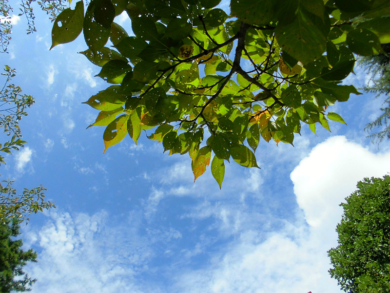 f:id:amenomorino:20151021192211j:plain f:id:amenomorino:20151021192211j:plain