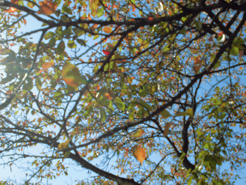 f:id:amenomorino:20151025203043j:plain f:id:amenomorino:20151025203043j:plain
