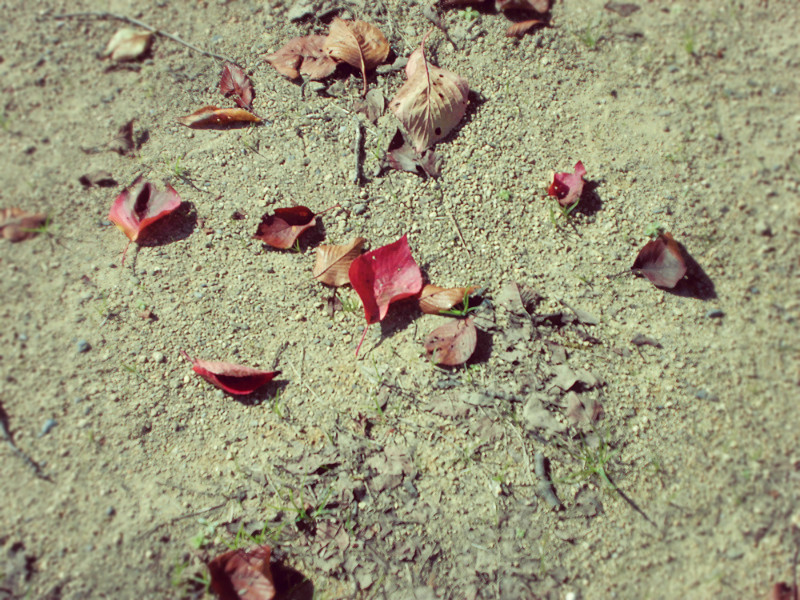 f:id:amenomorino:20151026073441j:plain f:id:amenomorino:20151026073441j:plain