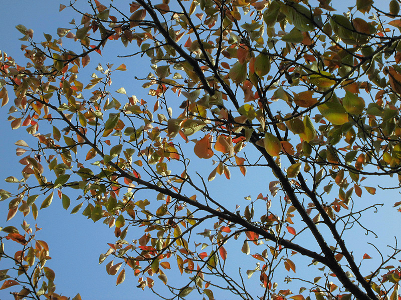 f:id:amenomorino:20151026073624j:plain f:id:amenomorino:20151026073624j:plain