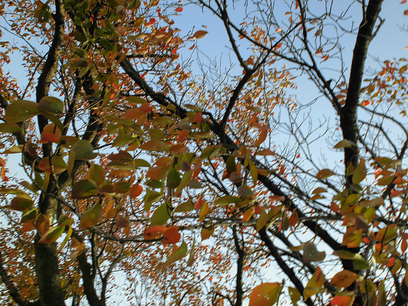f:id:amenomorino:20151026073630j:plain f:id:amenomorino:20151026073630j:plain