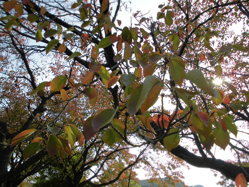 f:id:amenomorino:20151026073752j:plain f:id:amenomorino:20151026073752j:plain
