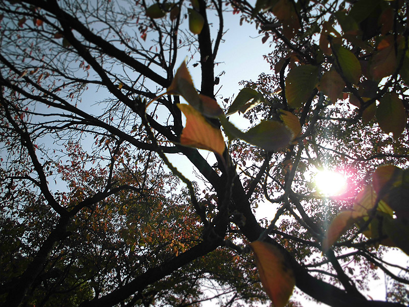 f:id:amenomorino:20151026073801j:plain f:id:amenomorino:20151026073801j:plain