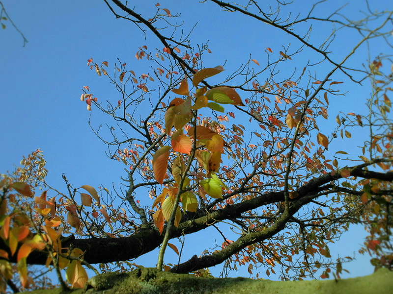 f:id:amenomorino:20151026074254j:plain f:id:amenomorino:20151026074254j:plain