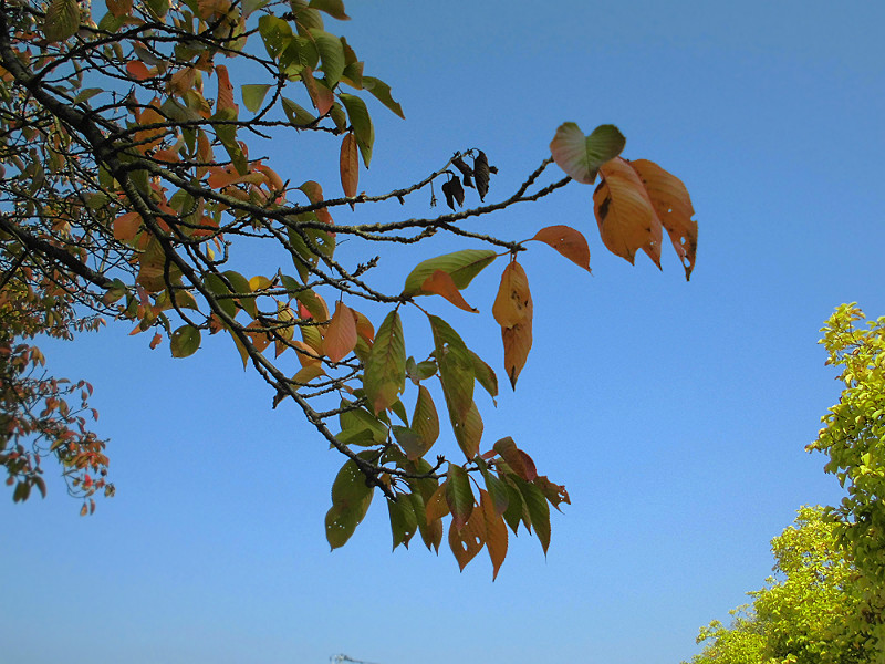 f:id:amenomorino:20151026075358j:plain f:id:amenomorino:20151026075358j:plain