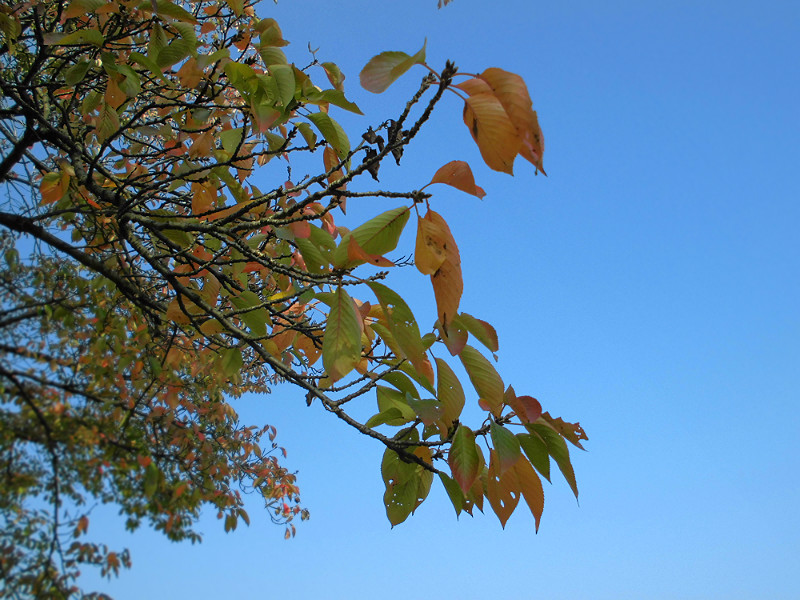 f:id:amenomorino:20151026075404j:plain f:id:amenomorino:20151026075404j:plain