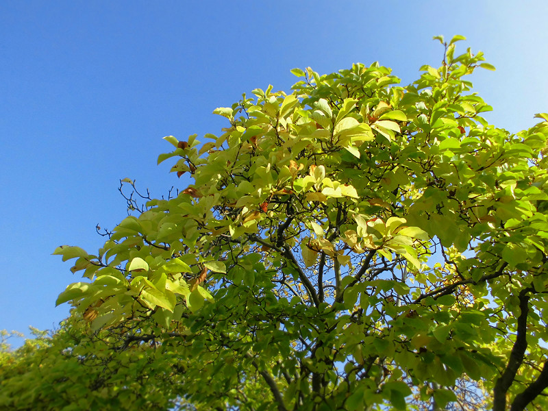 f:id:amenomorino:20151026075434j:plain f:id:amenomorino:20151026075434j:plain