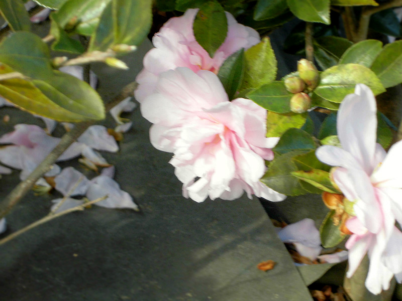 f:id:amenomorino:20151101195639j:plain