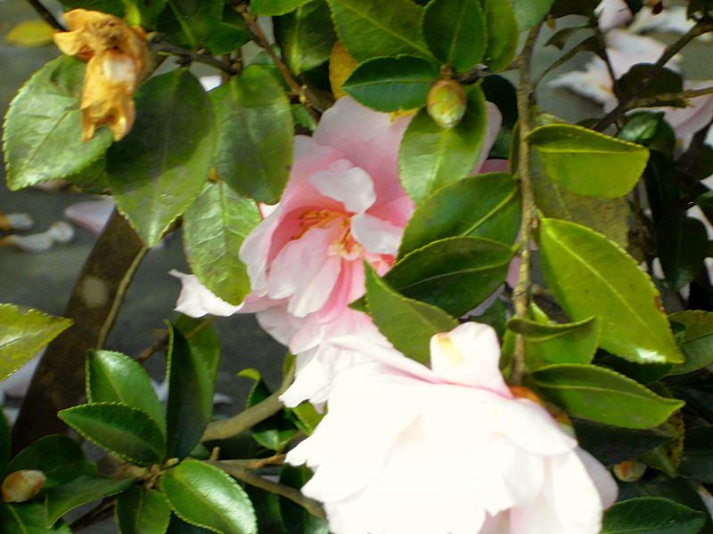 f:id:amenomorino:20151101195652j:plain