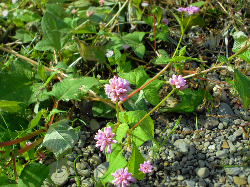 f:id:amenomorino:20151101195744j:plain