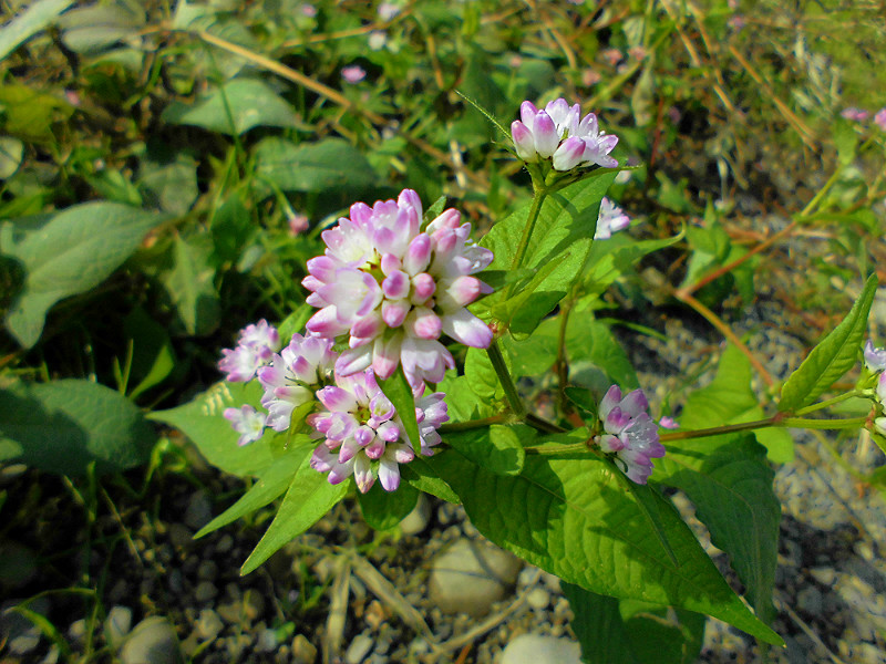 f:id:amenomorino:20151101195755j:plain