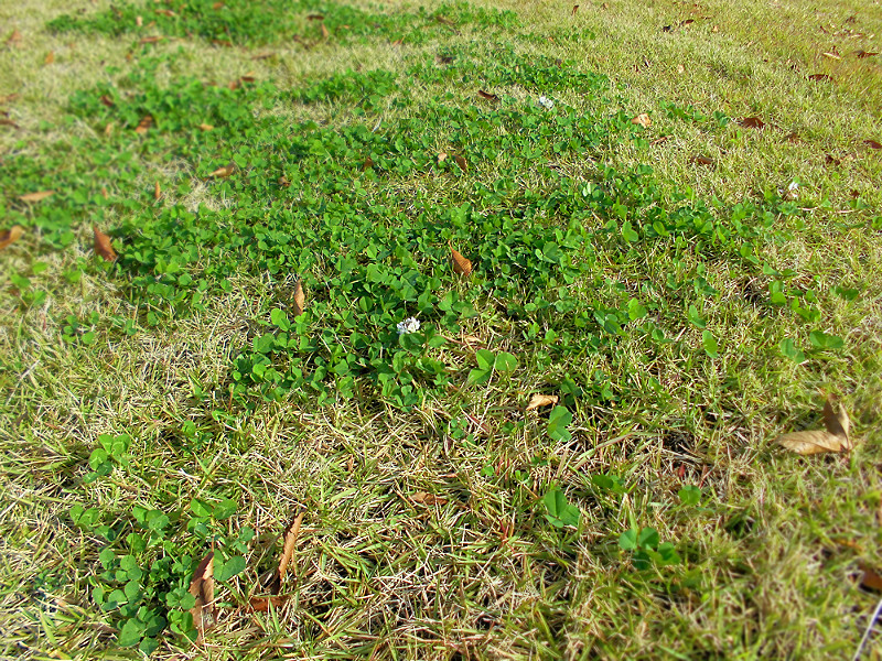 f:id:amenomorino:20151101195808j:plain