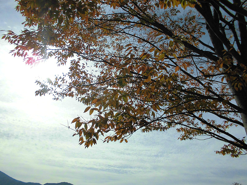 f:id:amenomorino:20151101195917j:plain