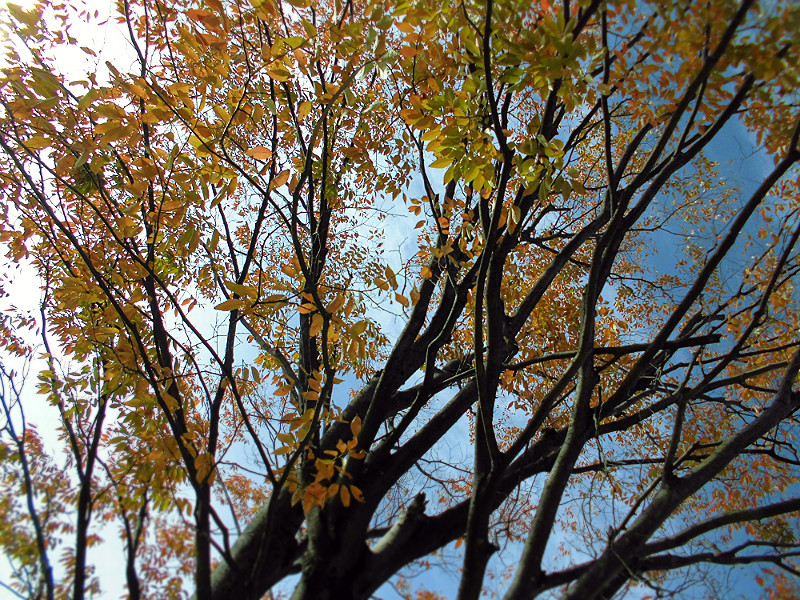 f:id:amenomorino:20151101195925j:plain