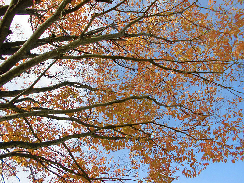 f:id:amenomorino:20151101200056j:plain