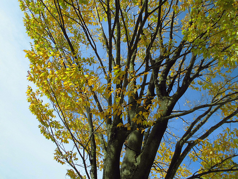 f:id:amenomorino:20151101200228j:plain