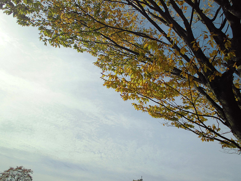 f:id:amenomorino:20151101200234j:plain