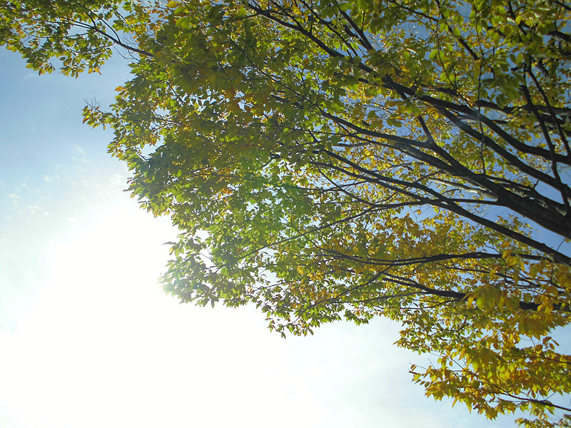 f:id:amenomorino:20151101200240j:plain