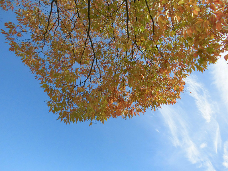 f:id:amenomorino:20151104063704j:plain