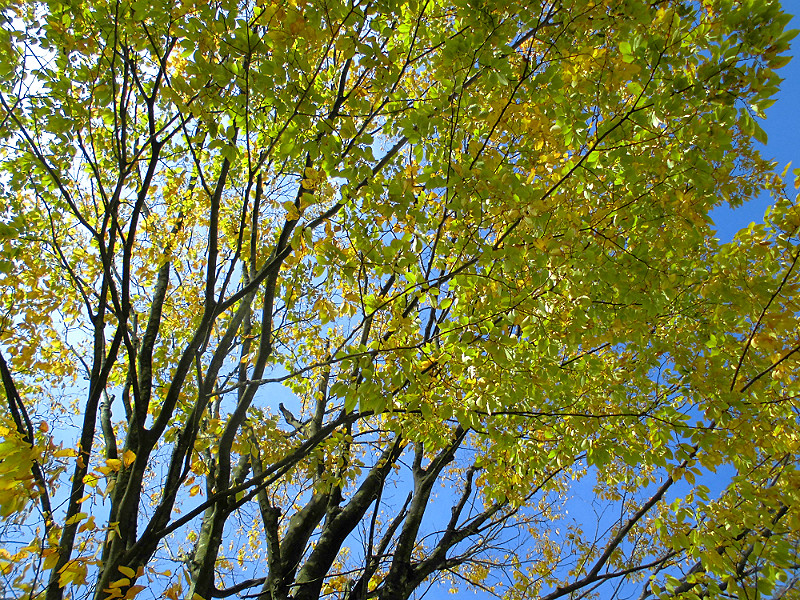 f:id:amenomorino:20151104065830j:plain