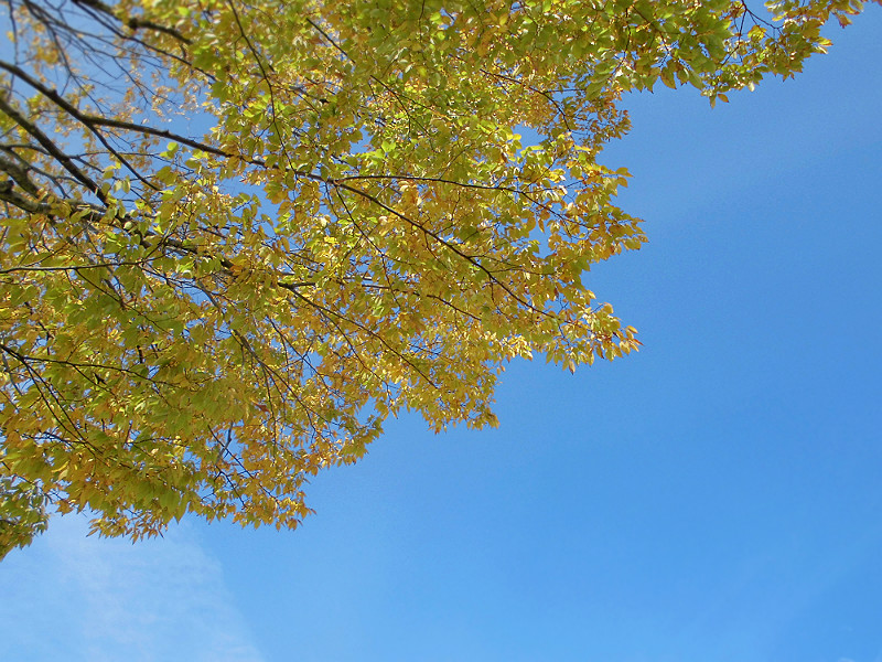 f:id:amenomorino:20151104065842j:plain