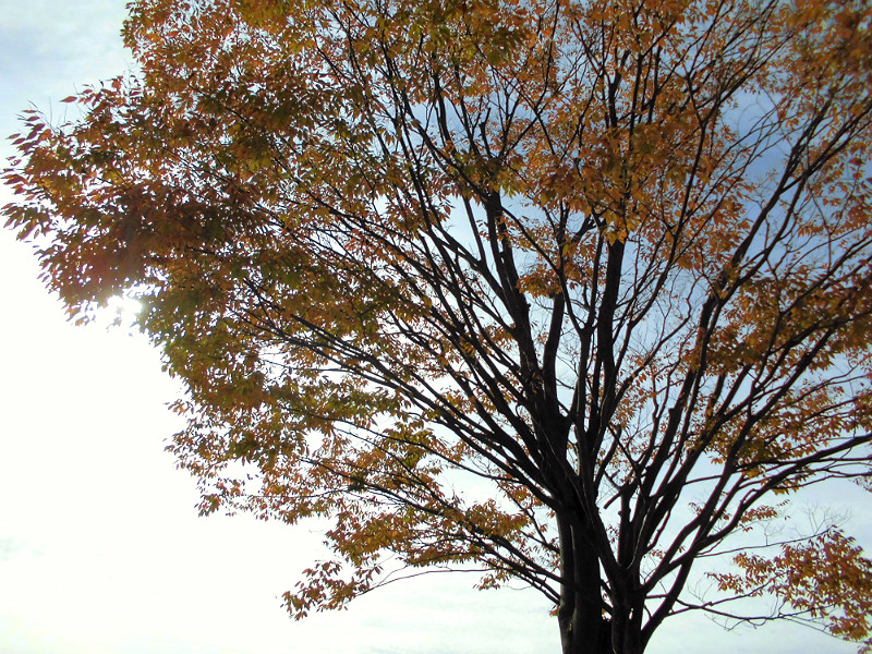 f:id:amenomorino:20151104075342j:plain