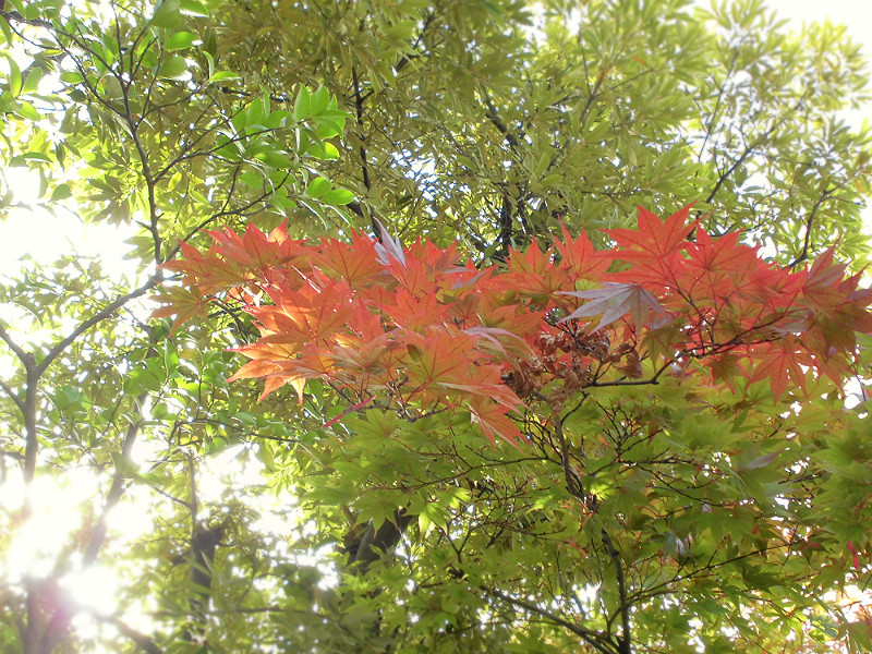 f:id:amenomorino:20151109081036j:plain f:id:amenomorino:20151109081036j:plain