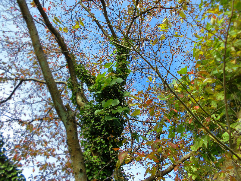 f:id:amenomorino:20151111073202j:plain