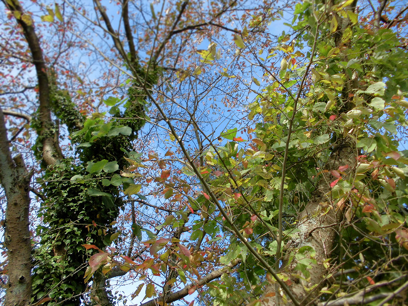 f:id:amenomorino:20151111073323j:plain