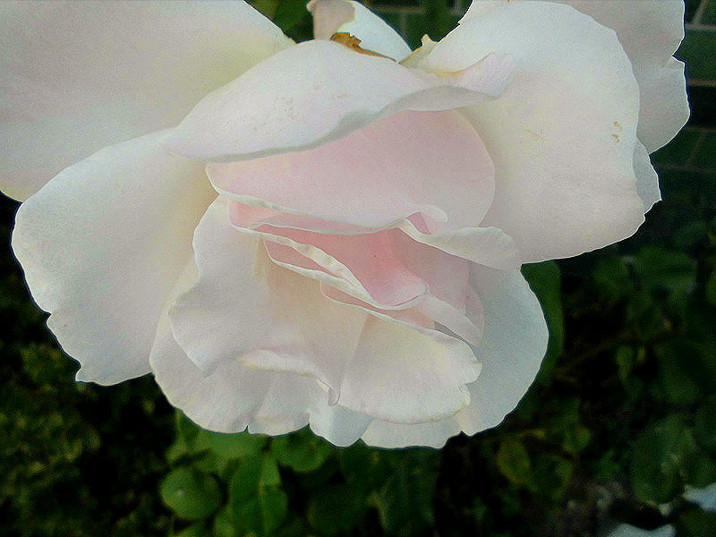 f:id:amenomorino:20151112071427j:plain