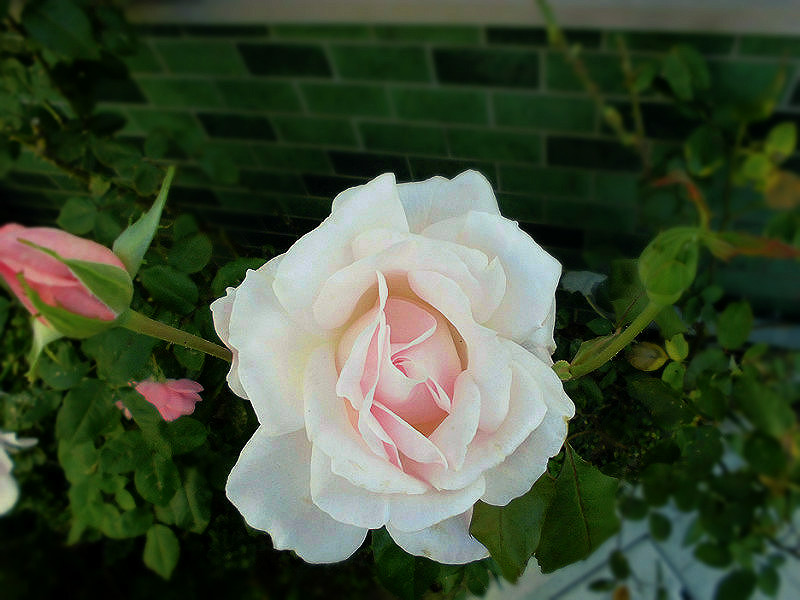 f:id:amenomorino:20151112071728j:plain