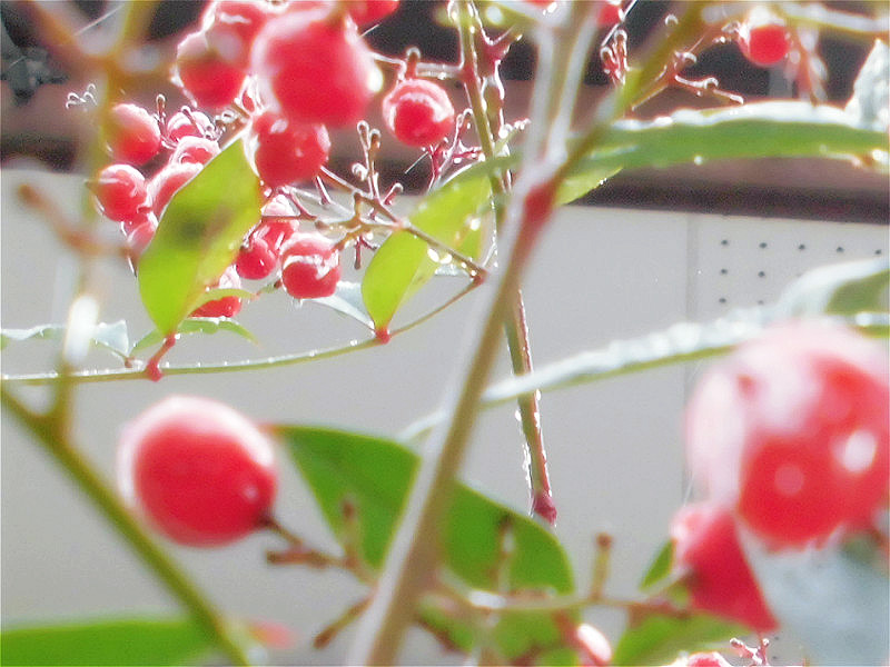 f:id:amenomorino:20151116064246j:plain f:id:amenomorino:20151116064246j:plain
