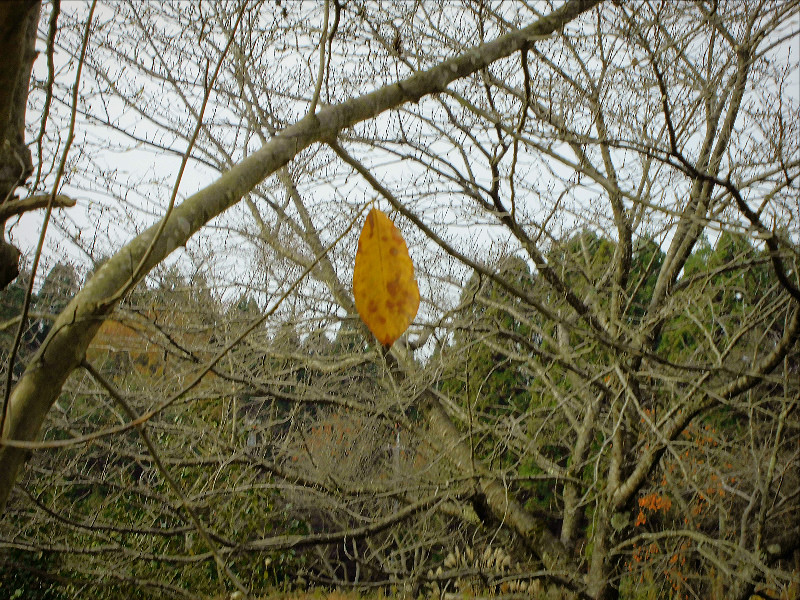 f:id:amenomorino:20151123195334j:plain f:id:amenomorino:20151123195334j:plain