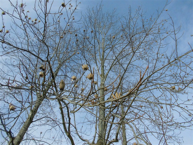 f:id:amenomorino:20151127131613j:plain f:id:amenomorino:20151127131613j:plain