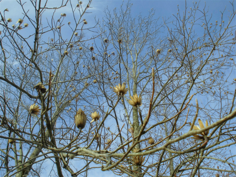 f:id:amenomorino:20151127131617j:plain f:id:amenomorino:20151127131617j:plain