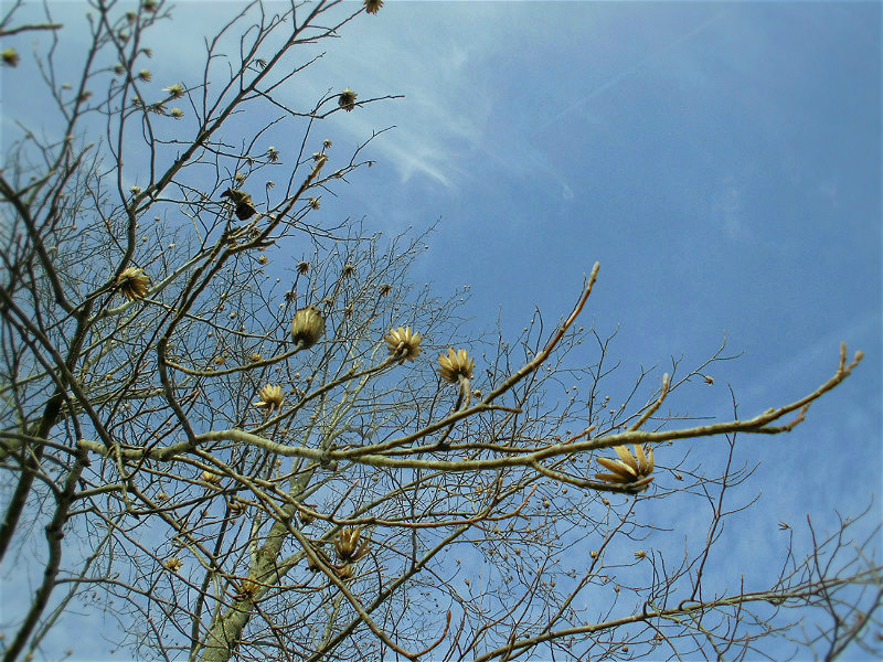 f:id:amenomorino:20151127131747j:plain f:id:amenomorino:20151127131747j:plain
